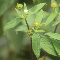 Blainvillea acmella (L.) Philipson